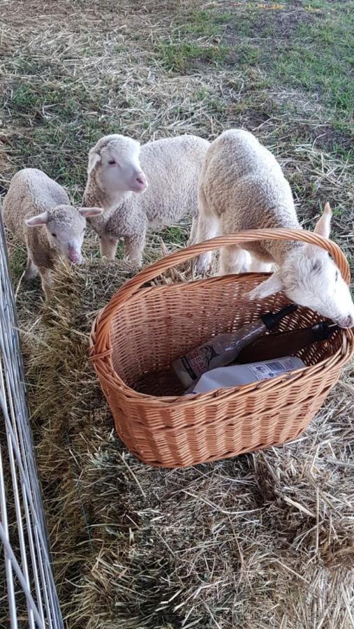 New Horizons Farm Stay Smeaton 外观 照片